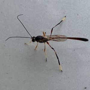 Ichneumonidae (family) at Jerrabomberra, NSW - suppressed