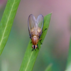Sapromyza sp. (genus) (A lauxaniid fly) at Cotter River, ACT - 4 Feb 2023 by KorinneM