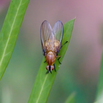 Sapromyza sp. (genus) (A lauxaniid fly) at Cotter River, ACT - 4 Feb 2023 by KorinneM