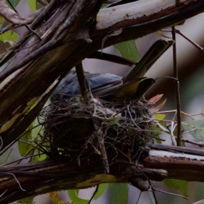 Pachycephala pectoralis (Golden Whistler) at Tharwa, ACT - 4 Feb 2023 by KorinneM