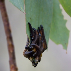 Perga sp. (genus) at Cotter River, ACT - 4 Feb 2023 by KorinneM