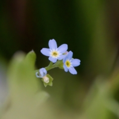 Myosotis laxa subsp. caespitosa (Water Forget-me-not) at Tennent, ACT - 4 Feb 2023 by KorinneM