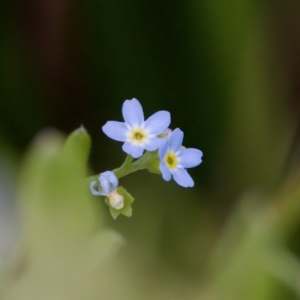 Myosotis laxa subsp. caespitosa at Namadgi National Park - 4 Feb 2023