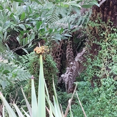 Unidentified Fungus at ANBG - 9 May 2023 by jessknight