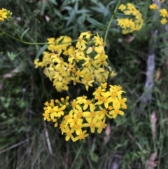 Senecio linearifolius var. latifolius at Cotter River, ACT - 4 Feb 2023 by KorinneM