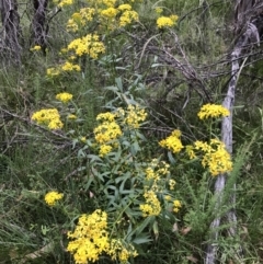 Senecio linearifolius var. latifolius at Cotter River, ACT - 4 Feb 2023