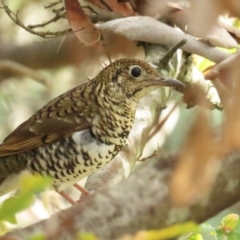 Zoothera lunulata (Bassian Thrush) at Cotter Reserve - 20 May 2023 by TomW