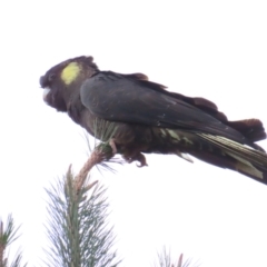 Zanda funerea (Yellow-tailed Black-Cockatoo) at Molonglo Valley, ACT - 20 May 2023 by TomW