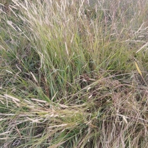 Setaria sp. at Symonston, ACT - 23 Apr 2023