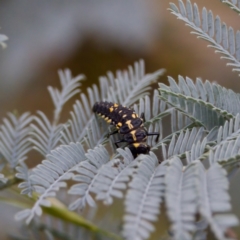 Cleobora mellyi (Southern Ladybird) at Cotter River, ACT - 4 Feb 2023 by KorinneM