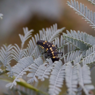 Cleobora mellyi (Southern Ladybird) at Cotter River, ACT - 4 Feb 2023 by KorinneM