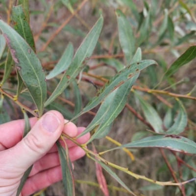 Acacia rubida (Red-stemmed Wattle, Red-leaved Wattle) at Stromlo, ACT - 20 May 2023 by BethanyDunne