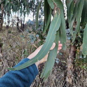 Eucalyptus globulus subsp. bicostata at Chapman, ACT - 16 May 2023