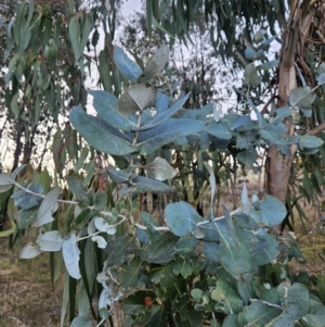 Eucalyptus globulus subsp. bicostata at Chapman, ACT - 16 May 2023