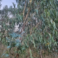 Eucalyptus globulus subsp. bicostata at Chapman, ACT - 16 May 2023 04:30 PM