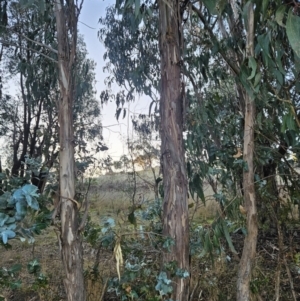 Eucalyptus globulus subsp. bicostata at Chapman, ACT - 16 May 2023 04:30 PM