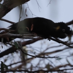 Zanda funerea (Yellow-tailed Black-Cockatoo) at Molonglo Valley, ACT - 20 May 2023 by JimL