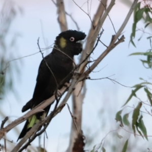 Zanda funerea at Molonglo Valley, ACT - 20 May 2023 05:04 PM