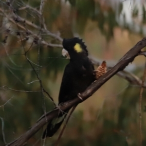 Zanda funerea at Molonglo Valley, ACT - 20 May 2023 05:04 PM