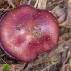 Unidentified Cap on a stem; gills below cap [mushrooms or mushroom-like] at Penrose, NSW - 15 May 2023 by Aussiegall
