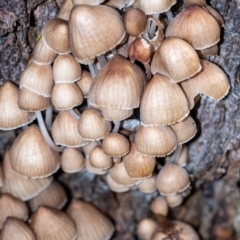 Unidentified Cap on a stem; gills below cap [mushrooms or mushroom-like] at Penrose, NSW - 17 May 2023 by Aussiegall
