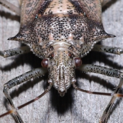 Bromocoris souefi (Mother Shield Bug) at Wellington Point, QLD - 2 May 2023 by TimL