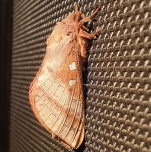 Oxycanus australis at Latham, ACT - 20 May 2023 10:29 PM