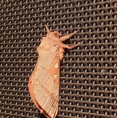 Oxycanus australis at Latham, ACT - 20 May 2023 10:29 PM