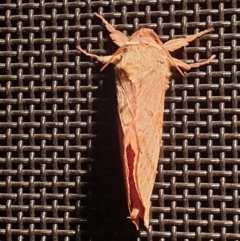 Oxycanus australis at Latham, ACT - 20 May 2023 10:29 PM