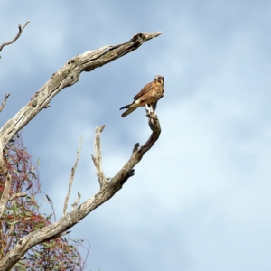 Falco berigora at Denman Prospect, ACT - 20 May 2023