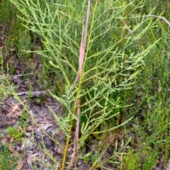 Olax stricta (Olax) at Bundanoon, NSW - 14 May 2023 by Boobook38