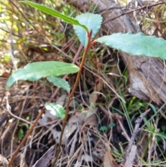 Laurus nobilis (Bay Tree) at Calwell, ACT - 21 May 2023 by VeraKurz