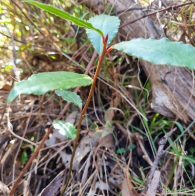 Laurus nobilis (Bay Tree) at Tuggeranong Hill - 21 May 2023 by VeraKurz