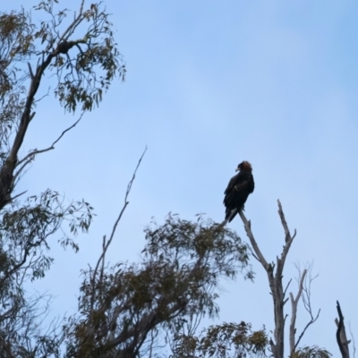 Aquila audax (Wedge-tailed Eagle) at Yarrow, NSW - 18 May 2023 by jb2602