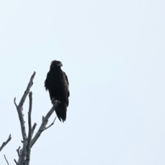 Aquila audax at Yarrow, NSW - 18 May 2023