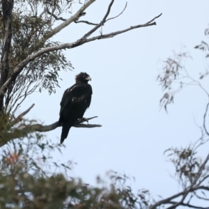 Aquila audax at Yarrow, NSW - 18 May 2023