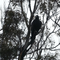 Aquila audax at Yarrow, NSW - 18 May 2023