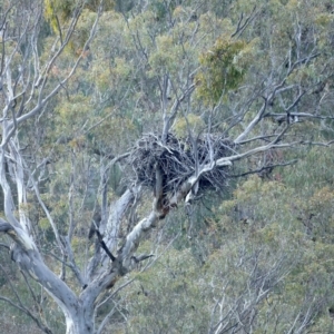 Haliaeetus leucogaster at Yarrow, NSW - suppressed