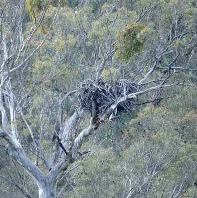 Haliaeetus leucogaster (White-bellied Sea-Eagle) at Yarrow, NSW - 18 May 2023 by jb2602