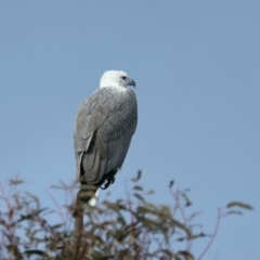 Haliaeetus leucogaster (White-bellied Sea-Eagle) at Googong Reservoir - 18 May 2023 by jb2602