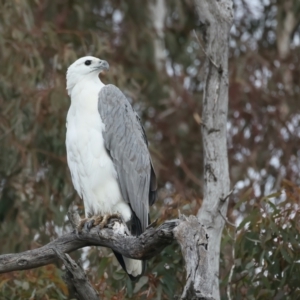 Haliaeetus leucogaster at Yarrow, NSW - 18 May 2023