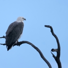 Haliaeetus leucogaster (White-bellied Sea-Eagle) at Googong Foreshore - 18 May 2023 by jb2602