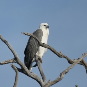 Haliaeetus leucogaster at Googong, NSW - 18 May 2023