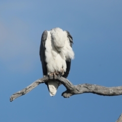 Haliaeetus leucogaster at Googong, NSW - 18 May 2023 03:21 PM