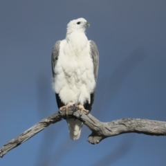 Haliaeetus leucogaster at Googong, NSW - 18 May 2023 03:21 PM