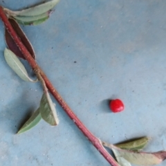 Cotoneaster pannosus (Cotoneaster) at Wanniassa Hill - 21 May 2023 by KumikoCallaway