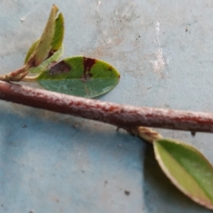 Cotoneaster pannosus at Fadden, ACT - 21 May 2023 02:33 PM