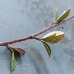 Cotoneaster pannosus at Fadden, ACT - 21 May 2023 02:33 PM