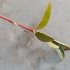 Cotoneaster pannosus at Fadden, ACT - 21 May 2023 02:33 PM