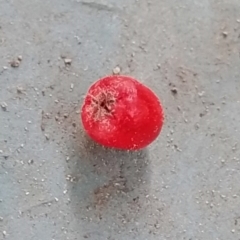 Cotoneaster pannosus at Fadden, ACT - 21 May 2023 02:33 PM